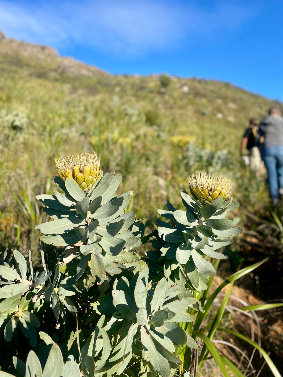 Protea flowers