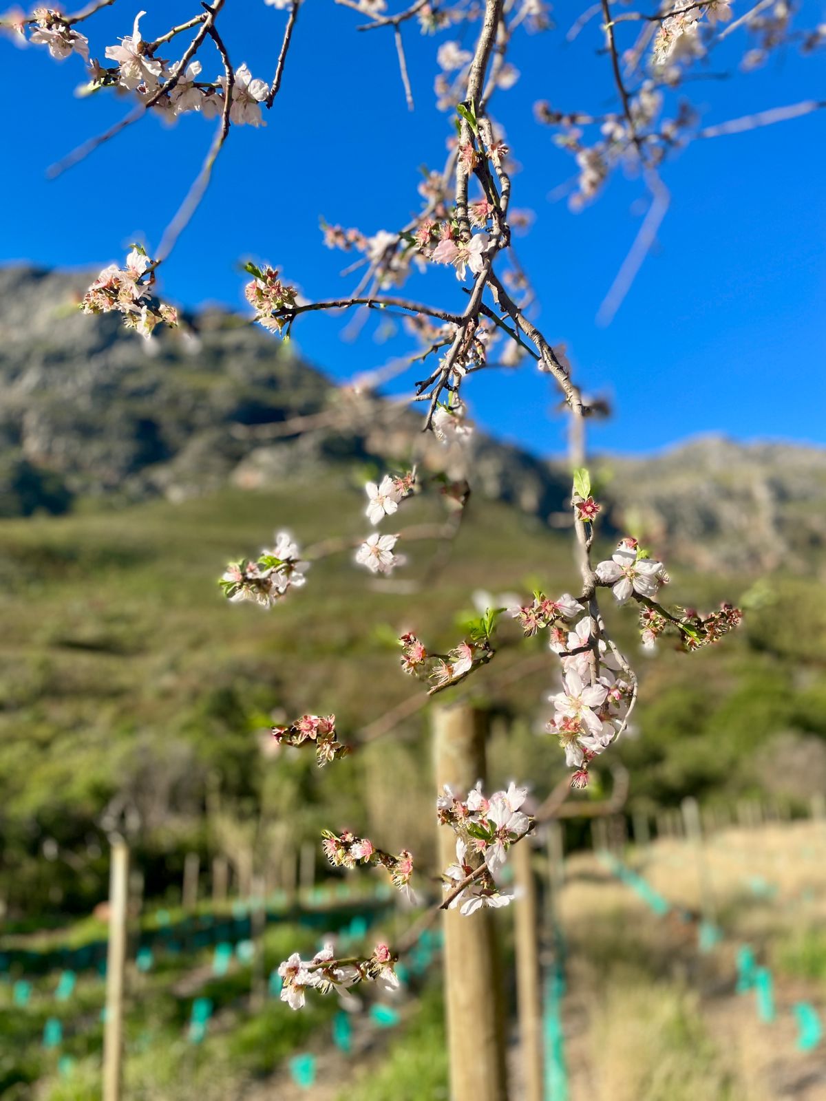 Almond Tree in Bloom