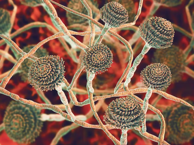 fungus